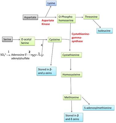 Genetic and molecular understanding for the development of methionine-rich maize: a holistic approach